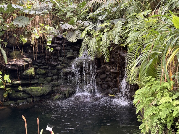 牧野植物園　温室　滝