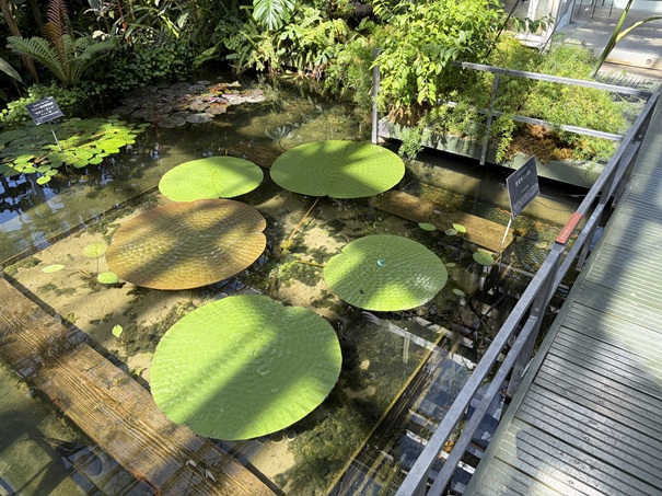 牧野植物園　温室　オオオニバス