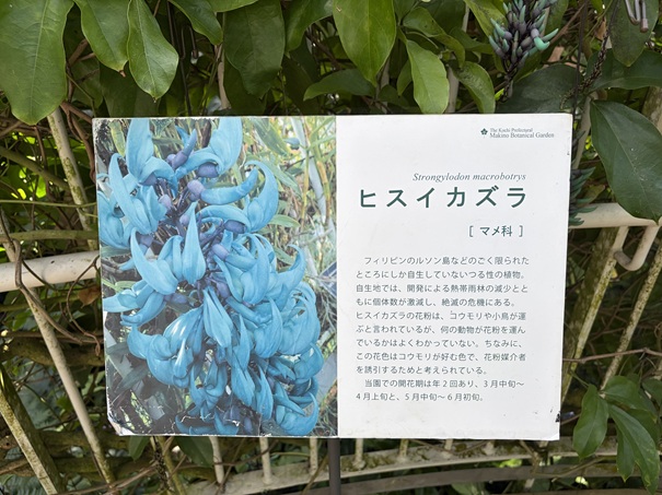 牧野植物園　温室　ヒスイカズラ説明