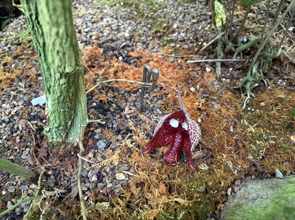 牧野植物園　温室　アリストロキア・サルバドレンシス