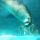 宮島水族館