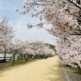 県立亀鶴公園　桜