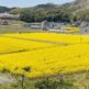 まんのう町帆山団地　菜の花